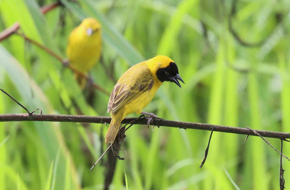 Slender-billed Weaver - Wayne Paes