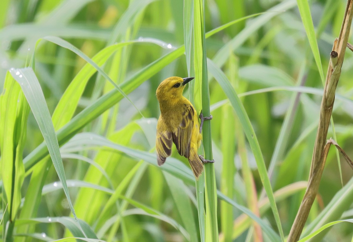 Slender-billed Weaver - ML541930791