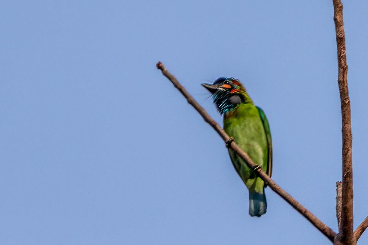 Coppersmith Barbet - ML541931011