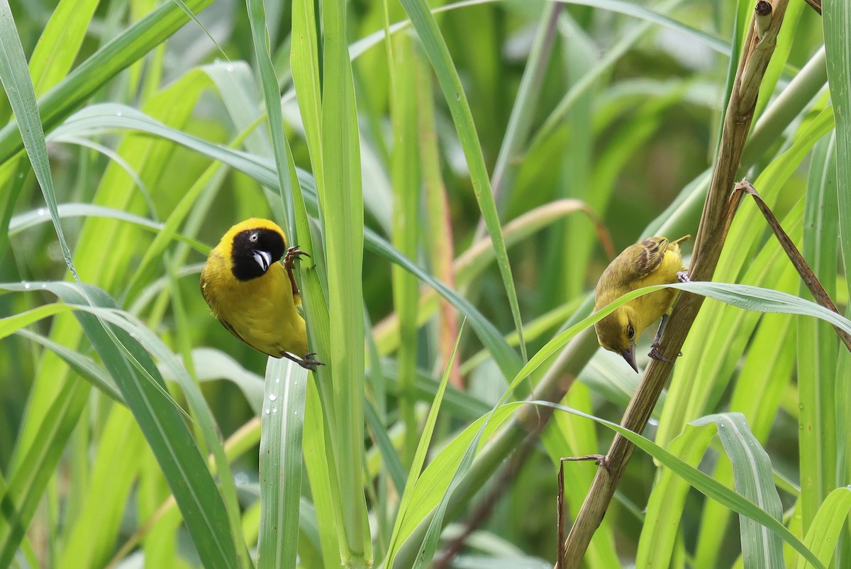 Slender-billed Weaver - ML541931841