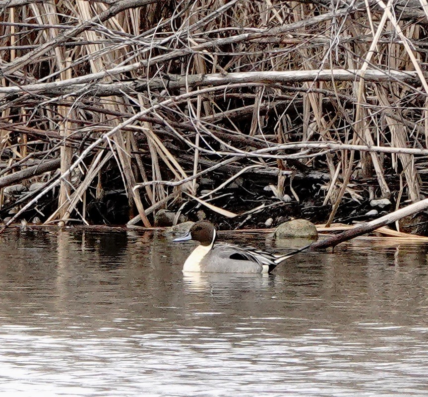 Northern Pintail - Jo Henderson