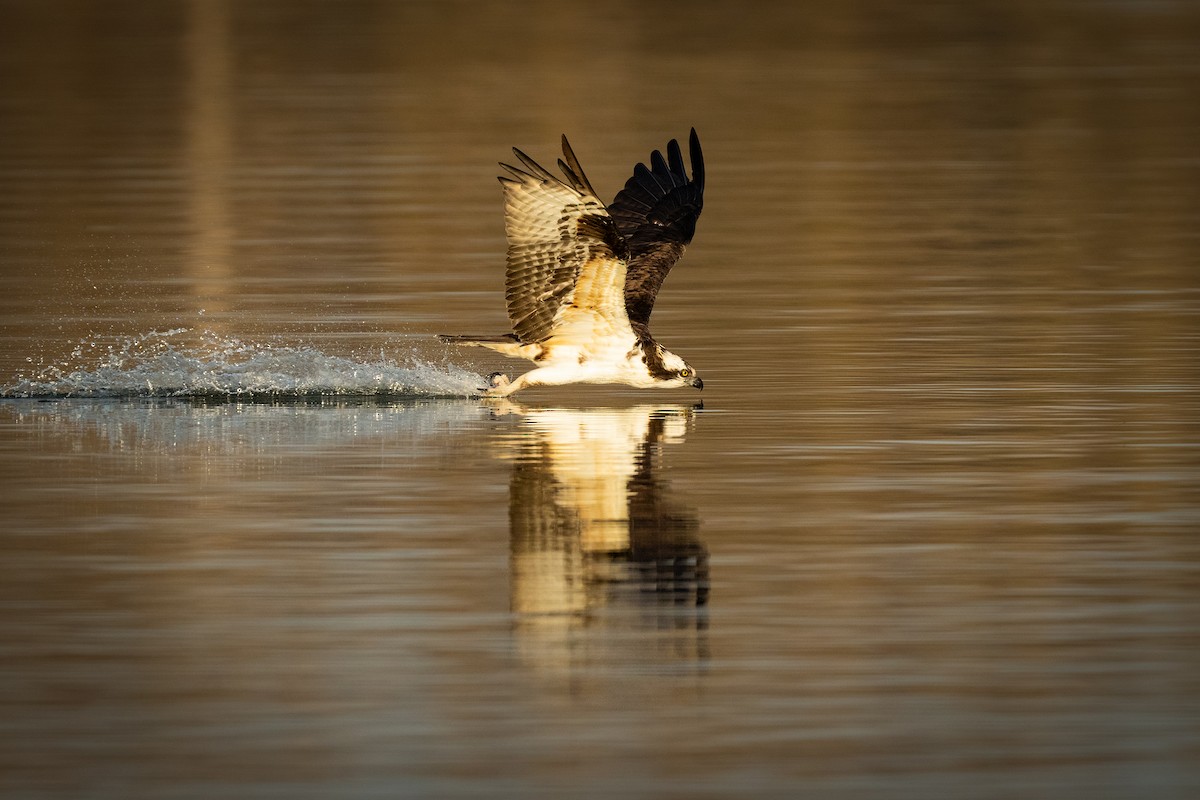 Águila Pescadora - ML541932311