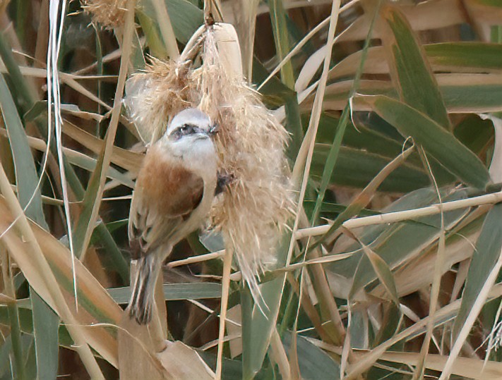 Eurasian Penduline-Tit - ML541934061