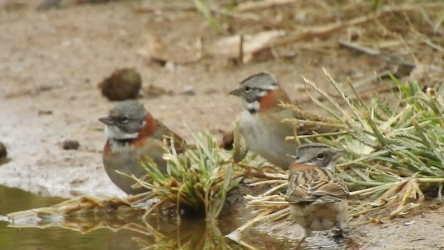 Rufous-collared Sparrow - ML541934741