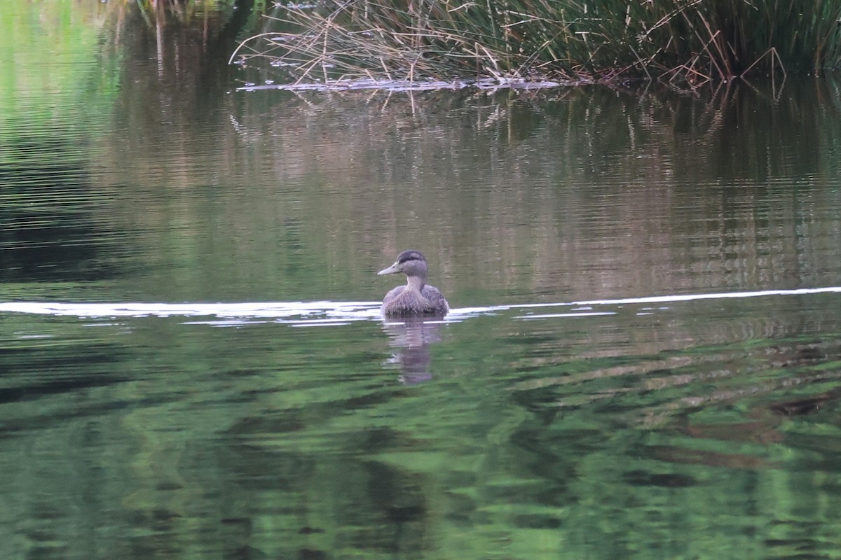 American Black Duck - ML541935061