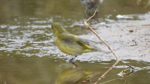 Hooded Siskin - ML541935591