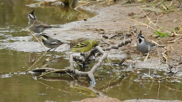 Hooded Siskin - ML541935661