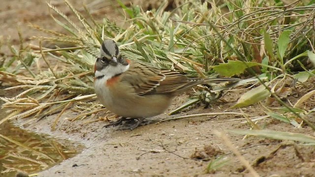 Rufous-collared Sparrow - ML541936381