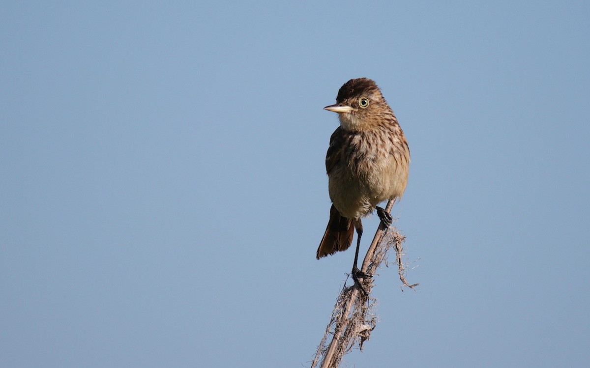 Spectacled Tyrant - ML541936601