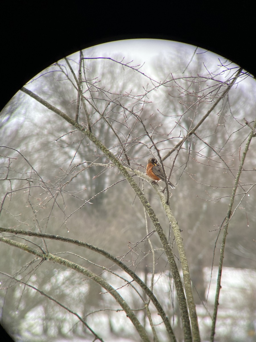 American Robin - ML541936641