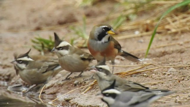 Saltator du Chaco - ML541936671