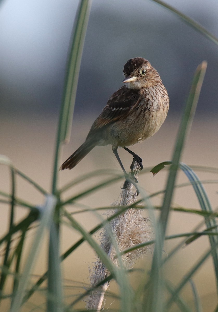 Spectacled Tyrant - ML541937051