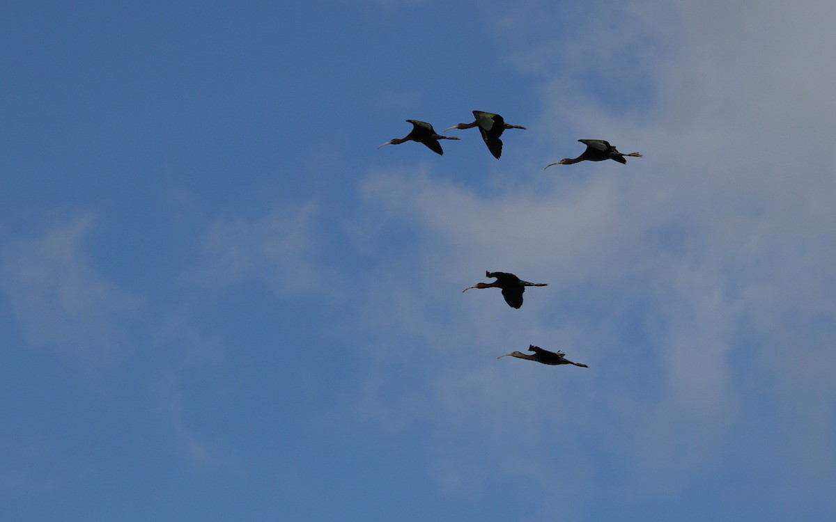 White-faced Ibis - ML541937651