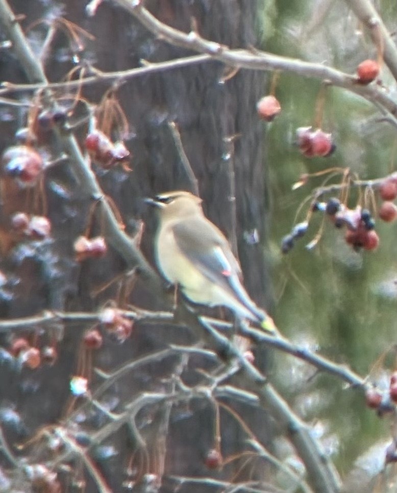 Cedar Waxwing - ML541937861