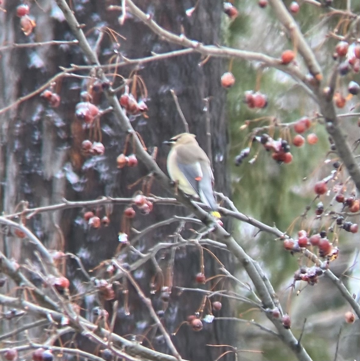 Cedar Waxwing - ML541937871