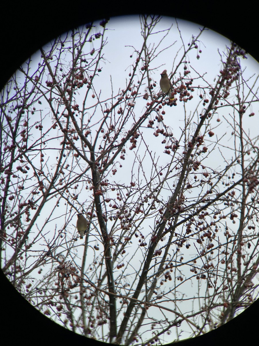 Cedar Waxwing - ML541937881