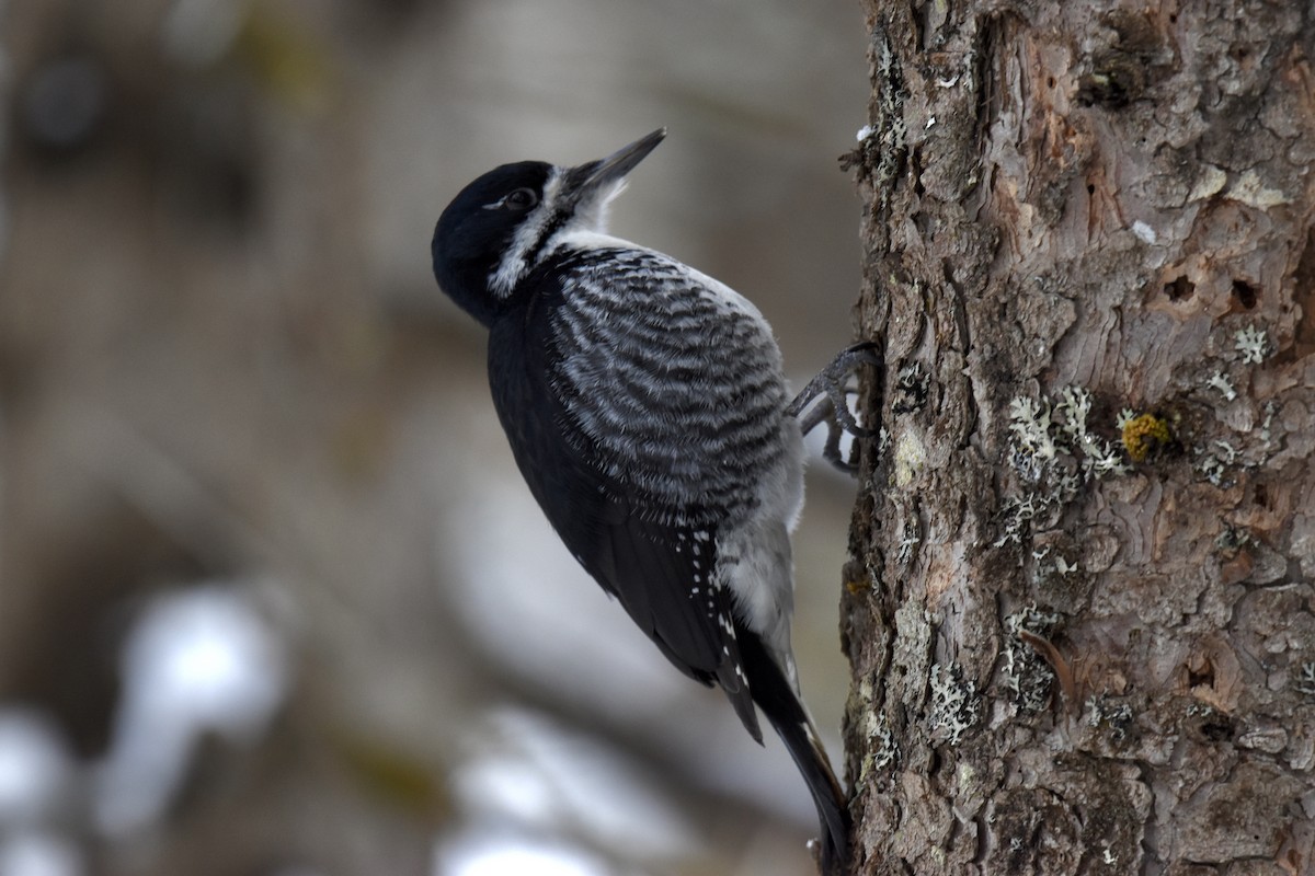 Black-backed Woodpecker - ML541938001