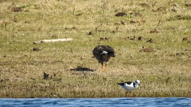 Upland Goose - ML541938331