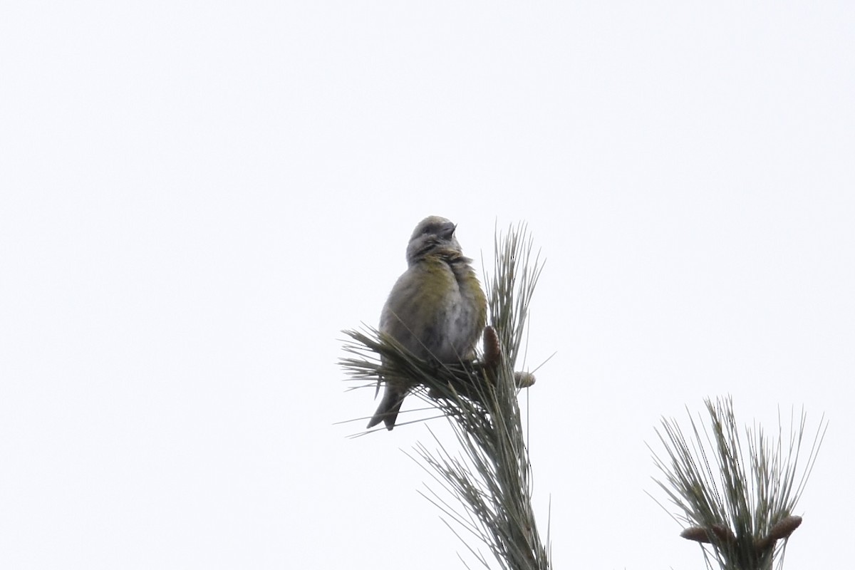 Red Crossbill - ML541939931