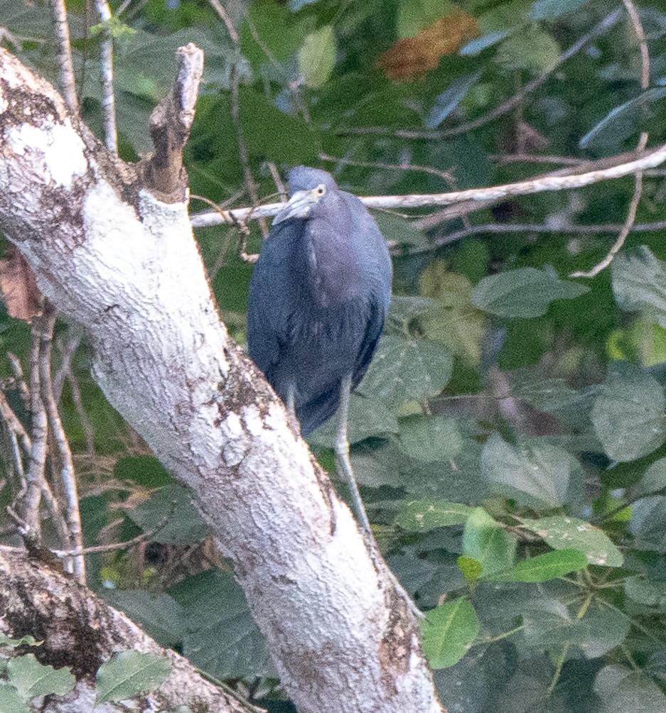 Little Blue Heron - Lynn    <')))< Salmon