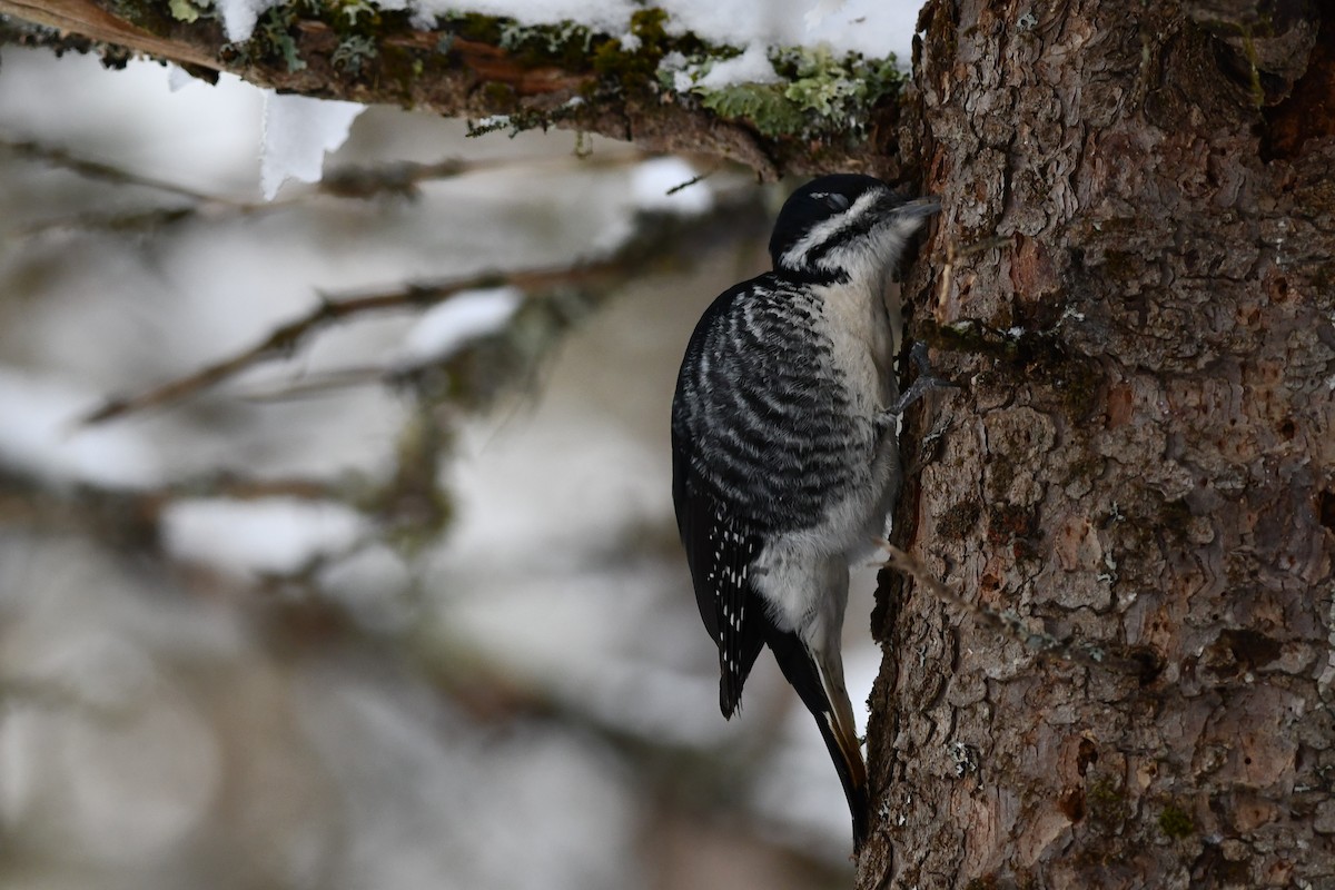 Black-backed Woodpecker - ML541943561