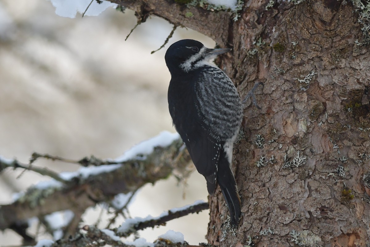 Black-backed Woodpecker - ML541943571