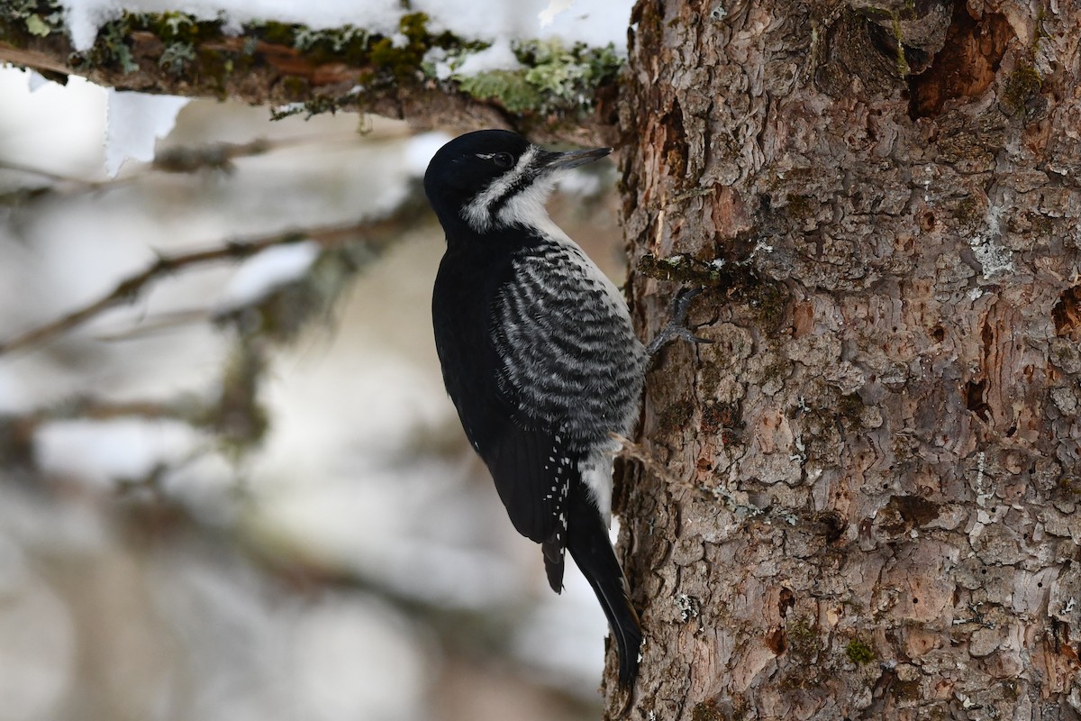 Black-backed Woodpecker - ML541943581