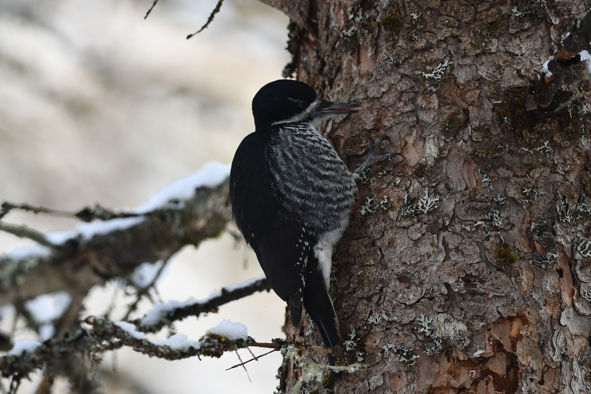 Black-backed Woodpecker - ML541943591