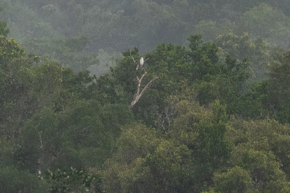 Белая агуйла (albicollis) - ML541944191