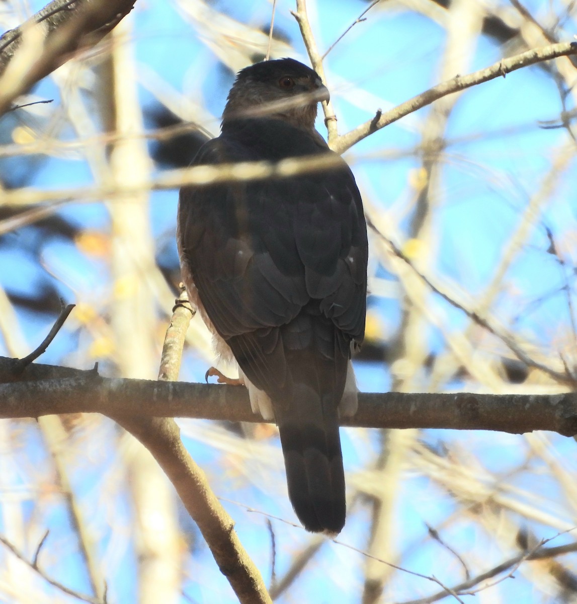Cooper's Hawk - ML541945561