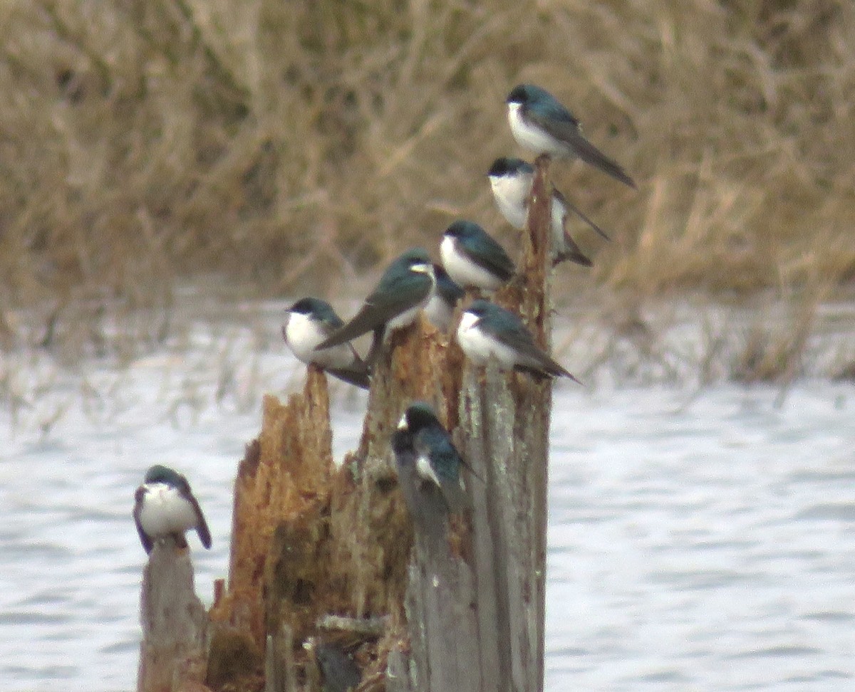 Tree Swallow - ML541946261