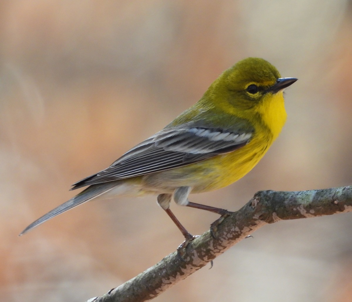Pine Warbler - ML541946301