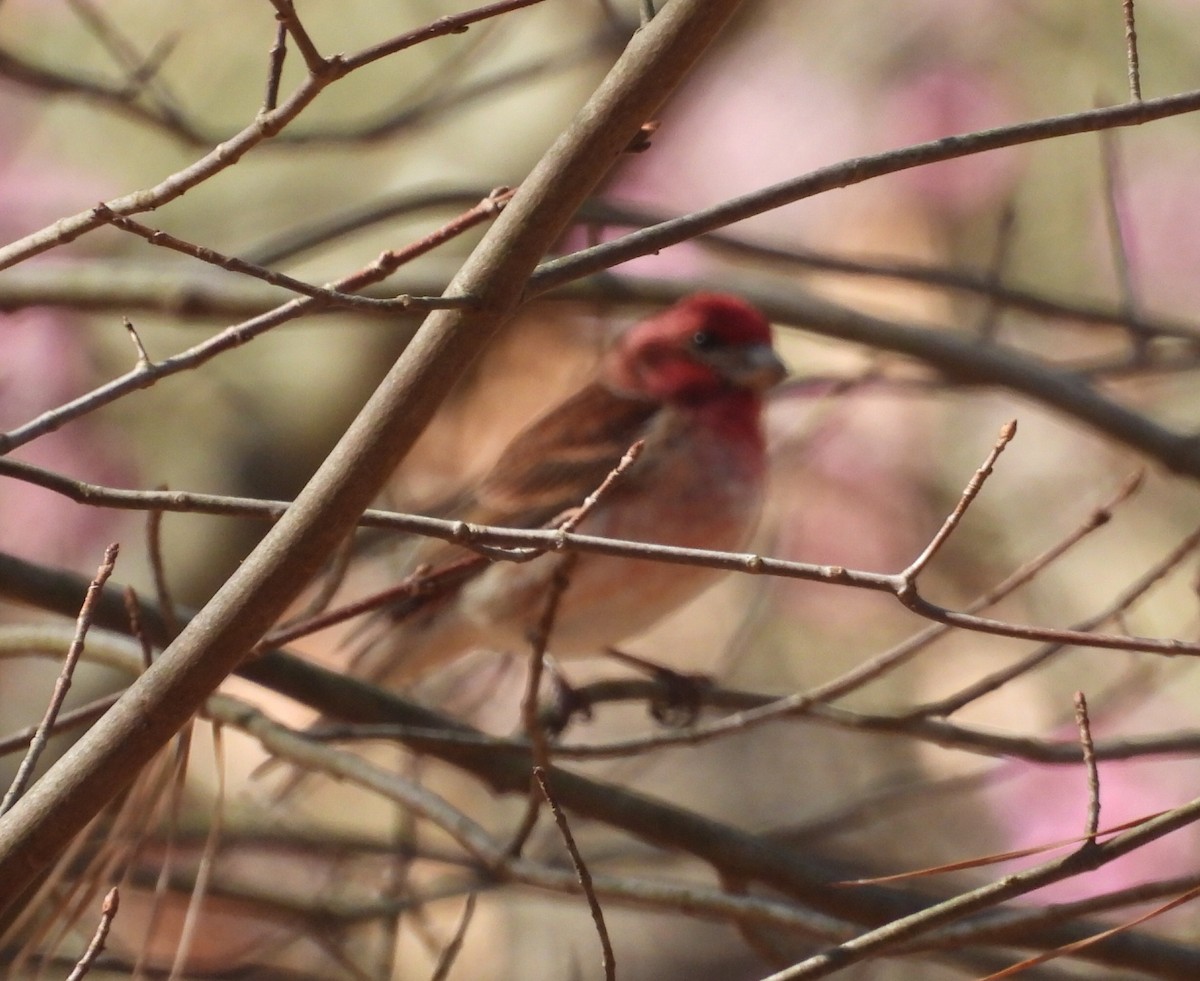 Purple Finch - ML541946381