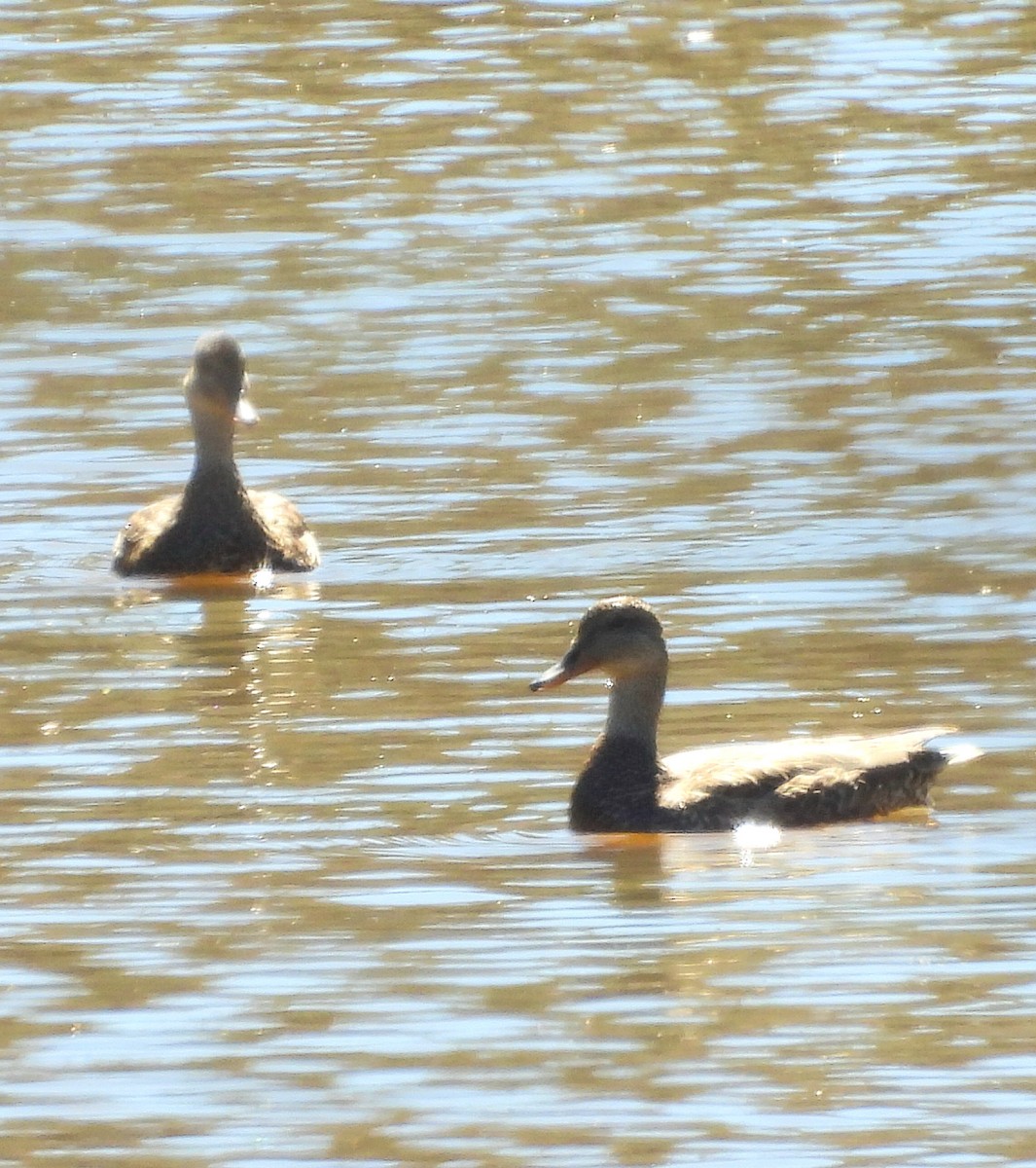 Gadwall - ML541946571