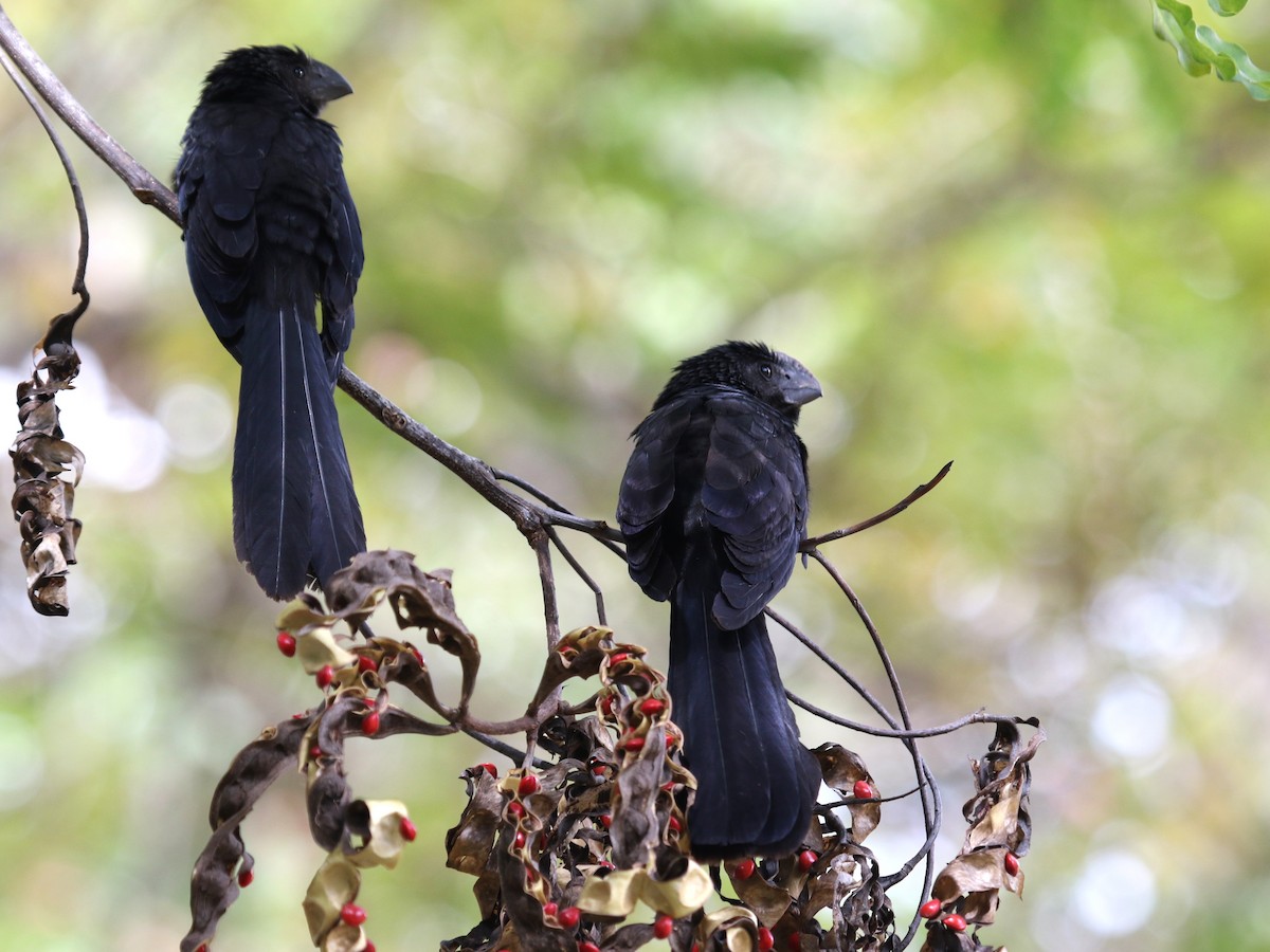 Smooth-billed Ani - ML541946631