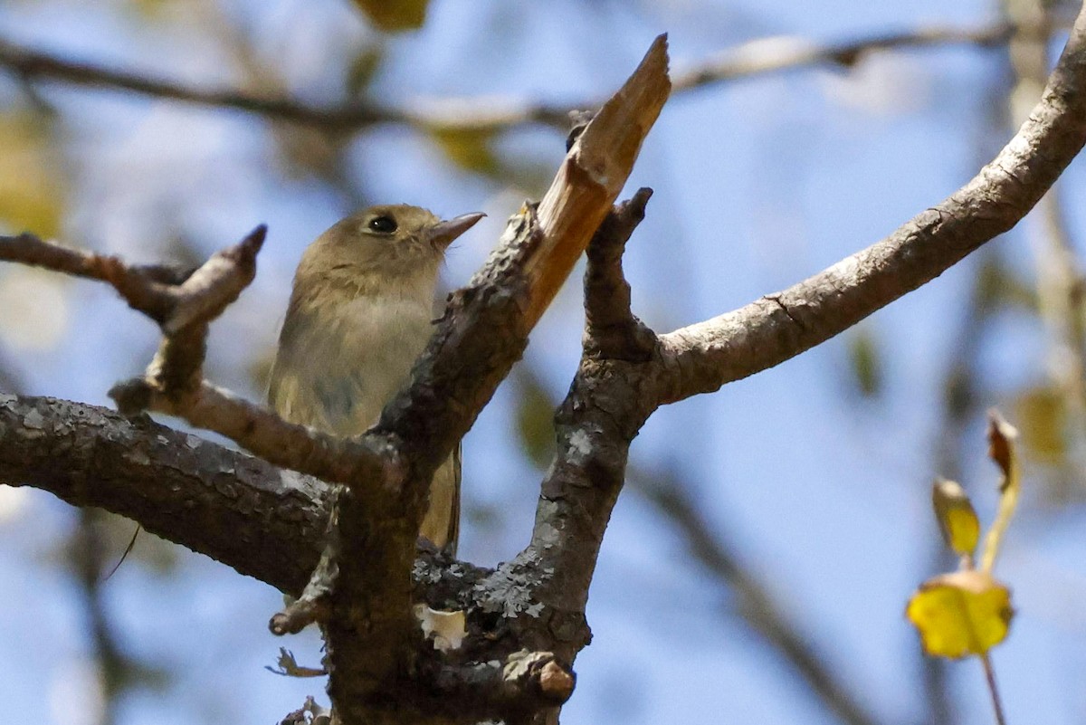 Hutton's Vireo - ML541947081