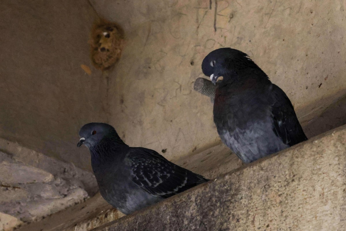 Rock Pigeon (Feral Pigeon) - ML541947851