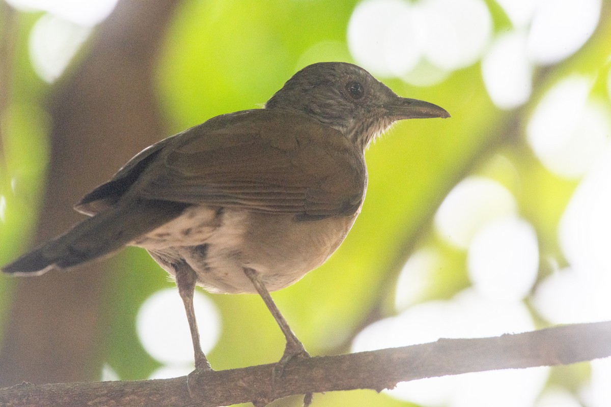 Pale-breasted Thrush - ML541949011