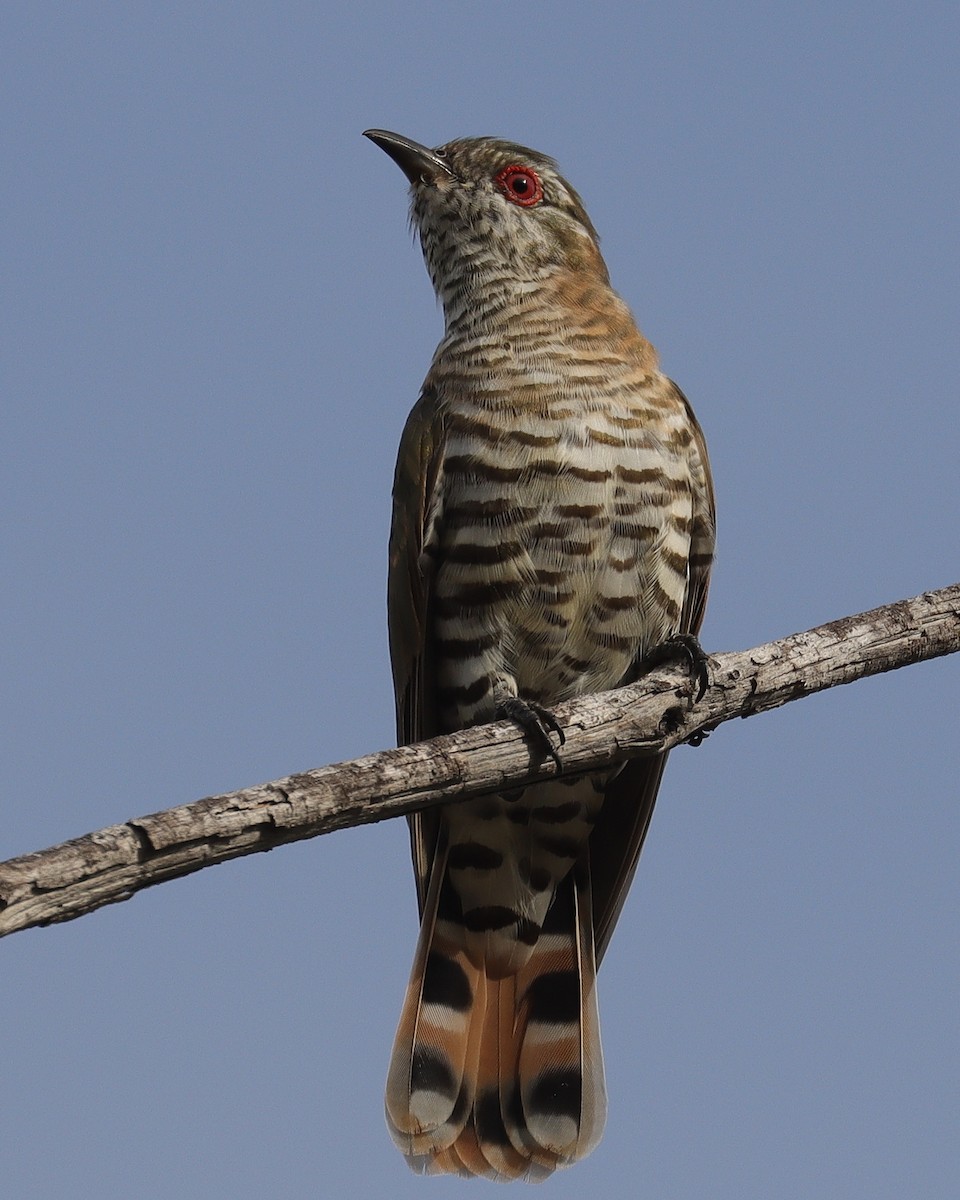 Little Bronze-Cuckoo - ML541949201