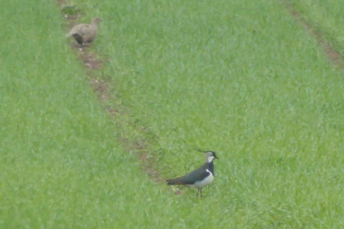 Northern Lapwing - ML54195041