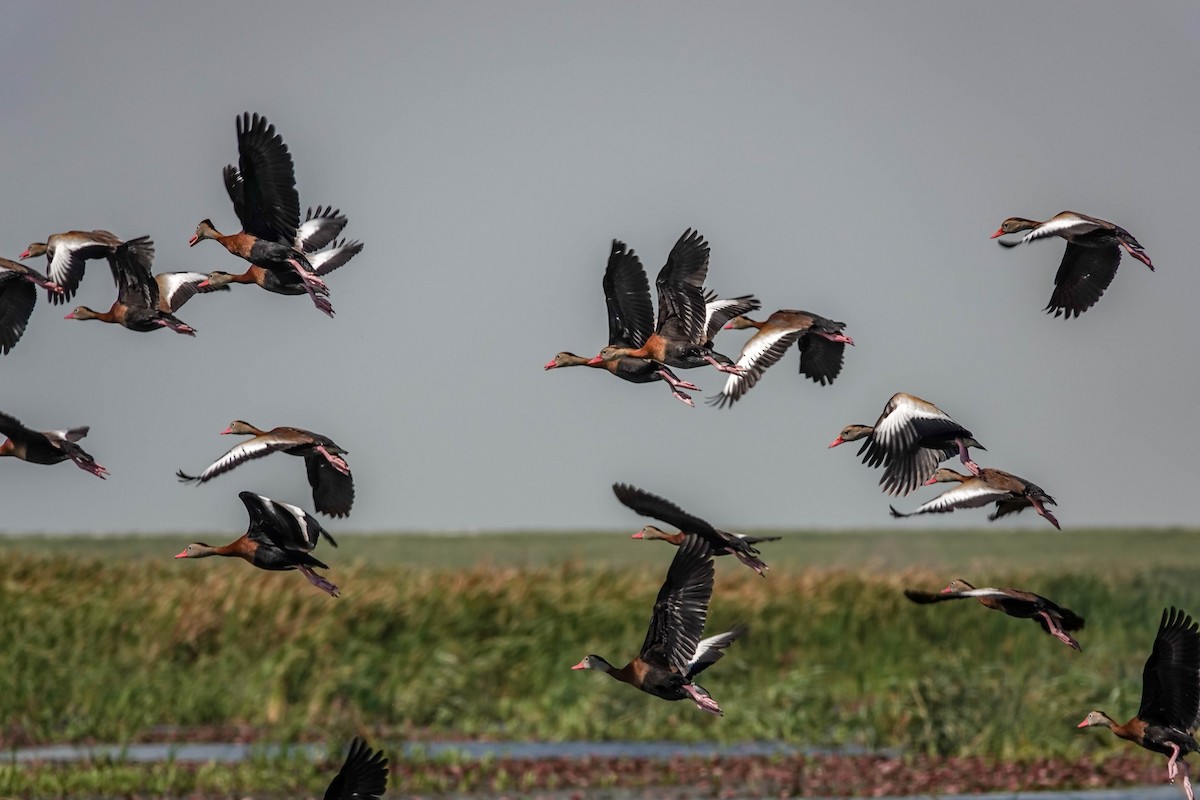 Black-bellied Whistling-Duck - Doreen LePage