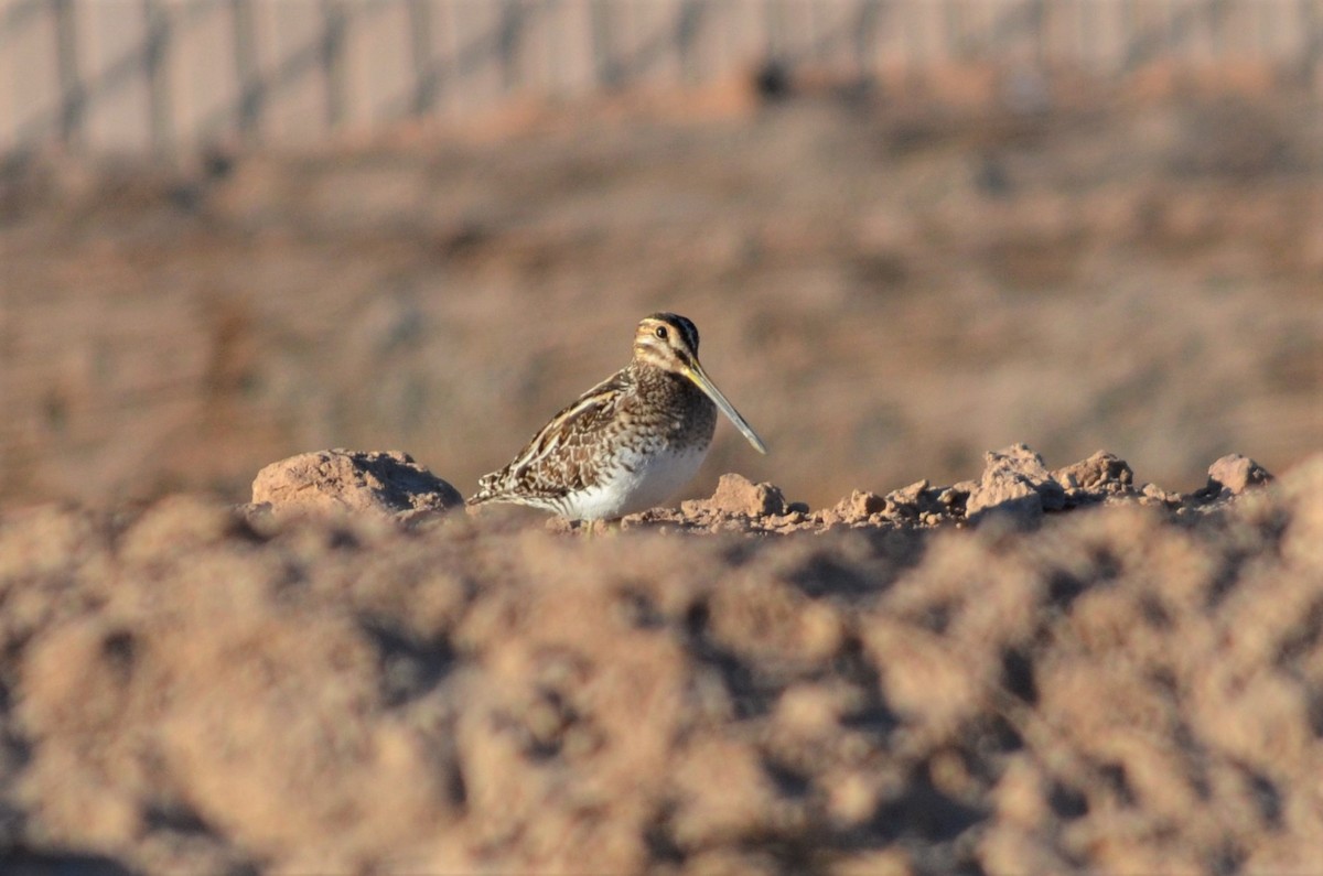 Wilson's Snipe - ML541951741