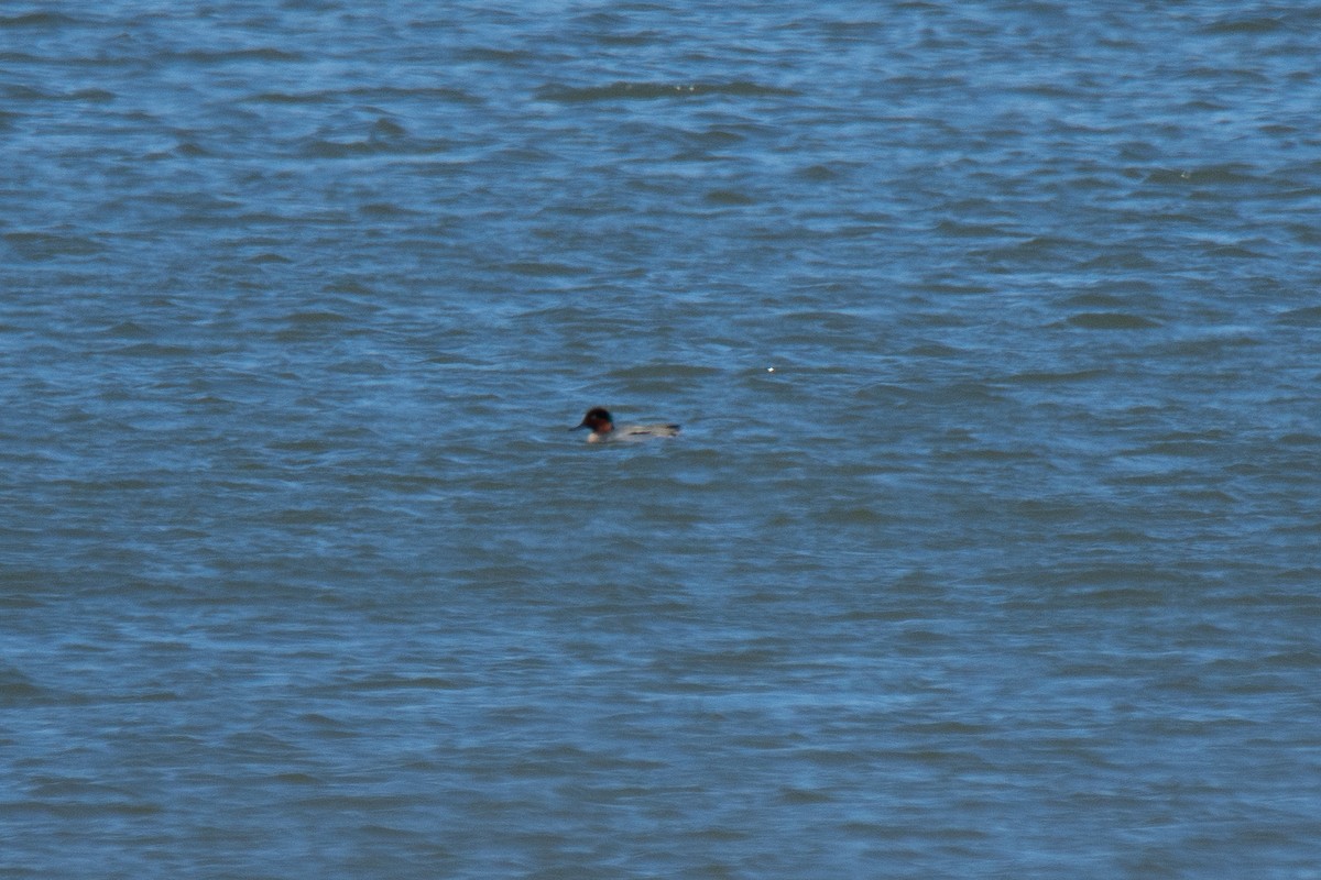 Green-winged Teal - ML541951951