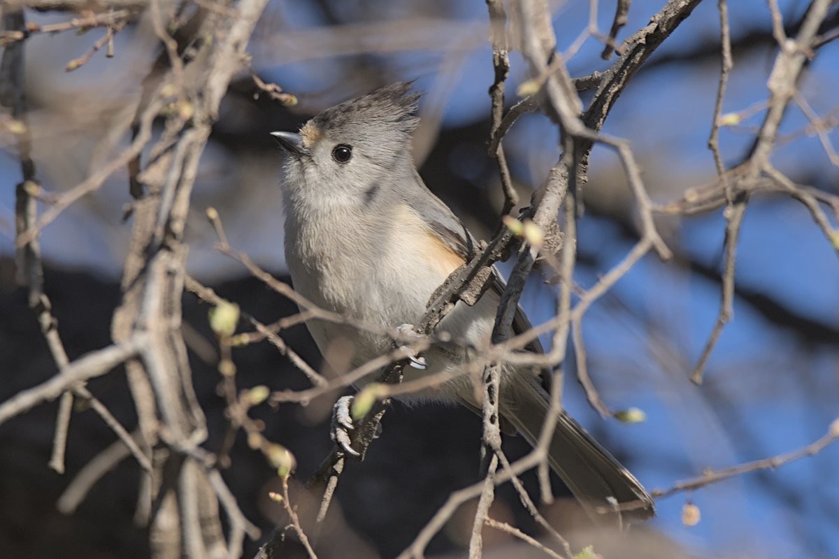 Tufted x Black-crested Titmouse (hybrid) - Vander Stoetz