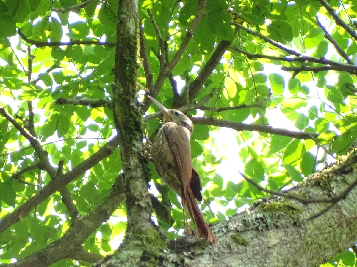 Streak-headed Woodcreeper - ML541955241