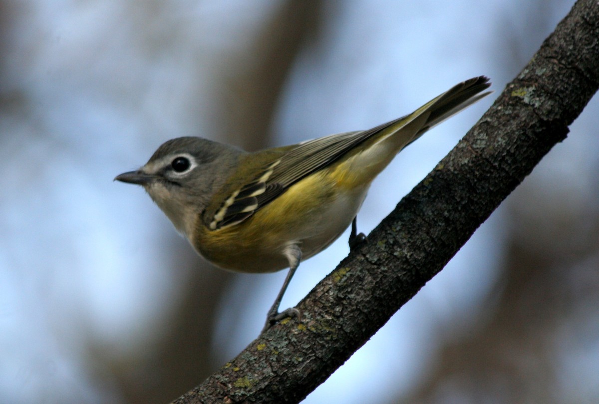 Blue-headed Vireo - ML541955511