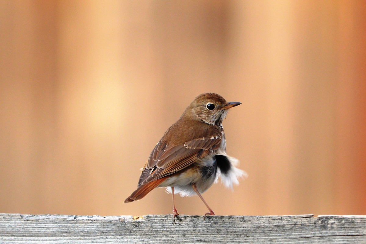 Hermit Thrush - ML54195611