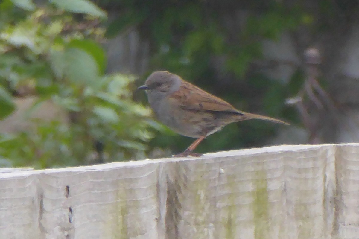 Dunnock - ML54195721