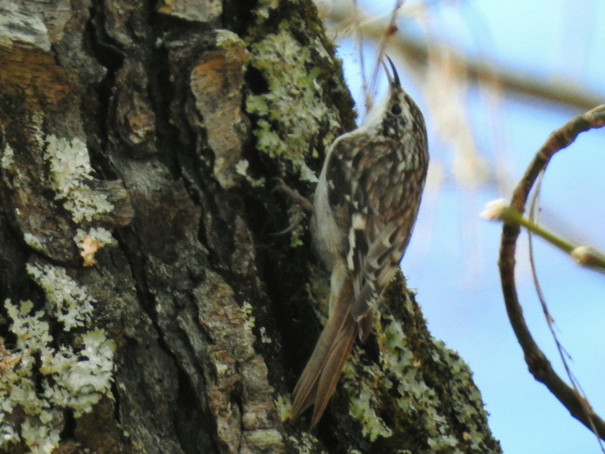 Amerikabaumläufer - ML541958581