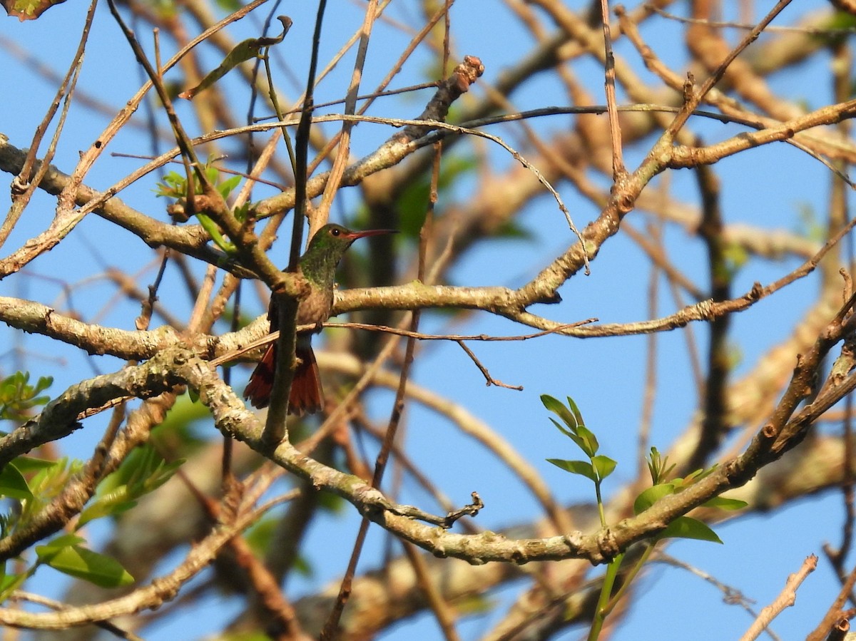 Rufous-tailed Hummingbird - Jane Patterson